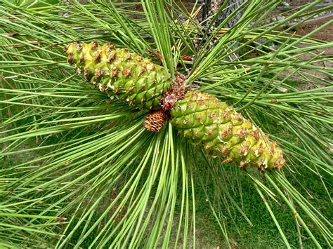Pine .